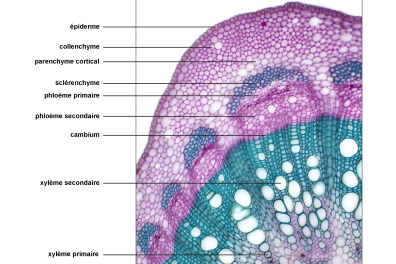 Tige de Vigne - vue légendée CT x30